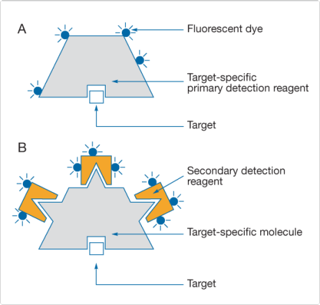 Diagram of primary & secondary detection reagents