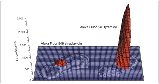 in situ–hybridized biotinylated α-satellite probes 