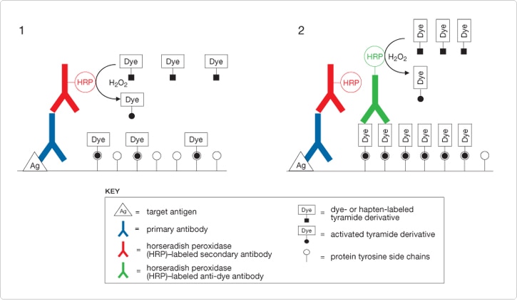 TSA detection immunolabeling of an antigen