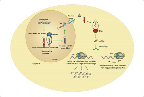 miRNA Biogenesis Processing Maturation