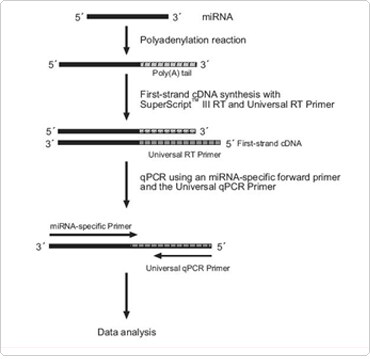 Workflow miRNA Data Analysis
