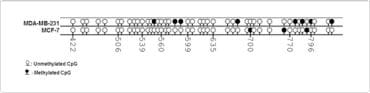 Diagram Methylcode ERa