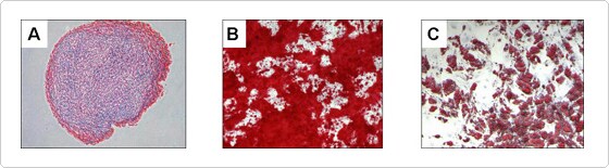 Figure 1: Three panel image showing ADSC-derived chondrocytes stained with safranin orange, ADSC-derived osteoblasts stained with Alizarin red, and ADSC-derived adipocytes stained with Oil Red O. 