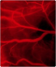 Distinguish vasculature using non-targeted Qdot® nanocrystals