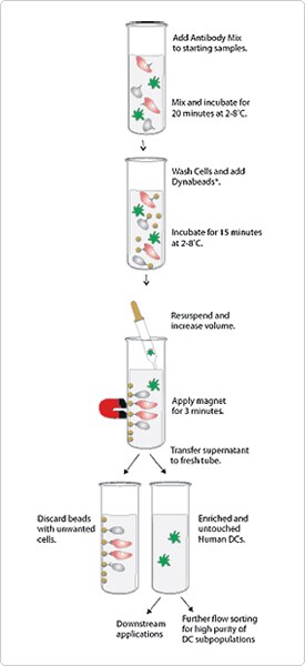Enrichment of Dendritic Cells 
