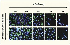 Ratiometric Advantage of GeneBLAzer Technology