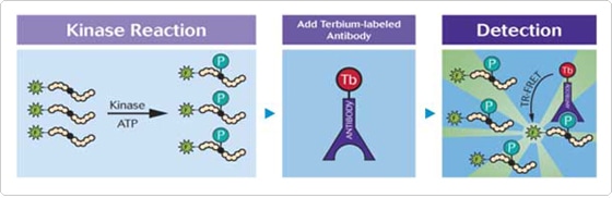 LanthaScreen Assay Schematic