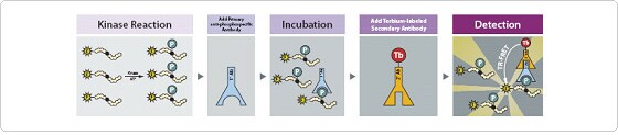 LanthaScreen Secondary Antibody Application