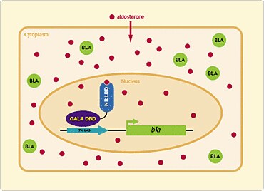  GeneBLAzer Validated Assays