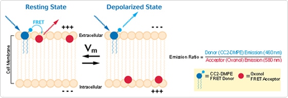 VSP FRET Pair