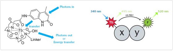 TR FRET Assay Formats