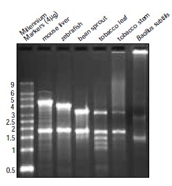 samples of total RNA isolated using the Ambion ToTALLY RNA™ Isolation Kit.