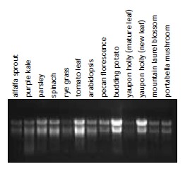 Total RNA isolation from various plant tissues using RNAqueous™ and Plant RNA Isolation Aid