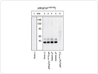 Western Blot with with Anti-p38MAPK Antibody