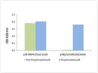 ELISA Quantification of p38MAPK