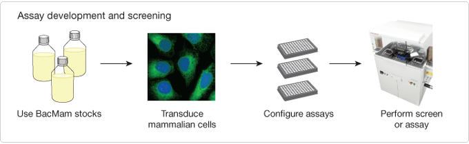 BacMam assay development and screening