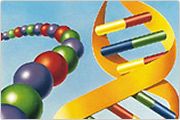 DNA strands