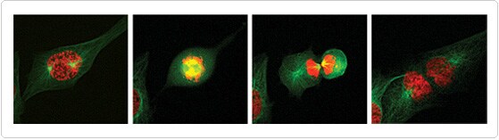 Tracking of a cell undergoing mitosis with CellLight® reagents