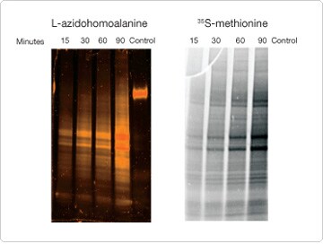 Comparison of 35S-methionine and Click-iT® AHA assay sensitivity