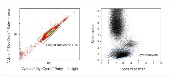 Density plot of Vybrant® DyeCycle™ Ruby–stained human peripheral blood