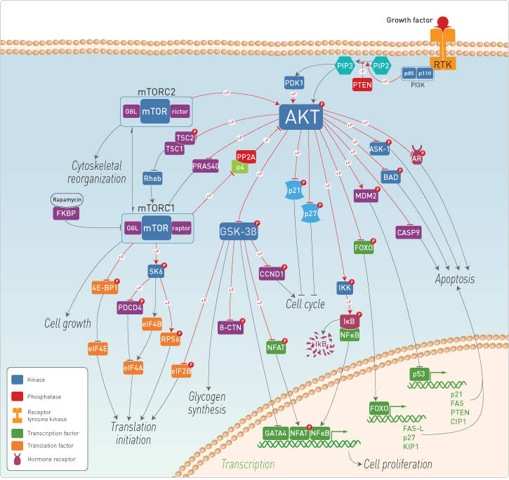 The Akt signaling pathway