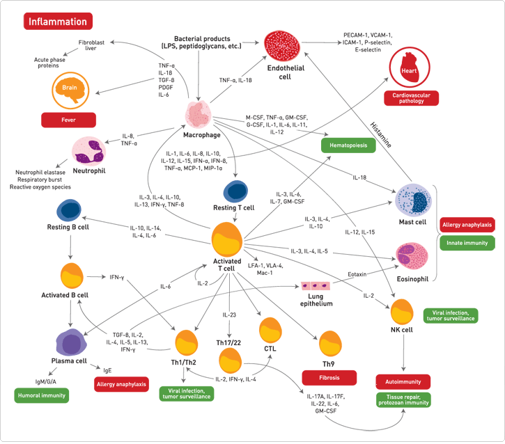 Simplified representation of cytokine interactions during inflammation