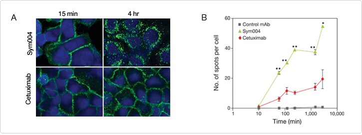 Internalization of an anti-EGFR antibody