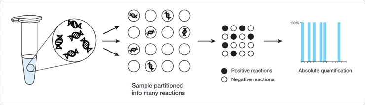 Digital PCR enables absolute quantification of target alleles in single cells