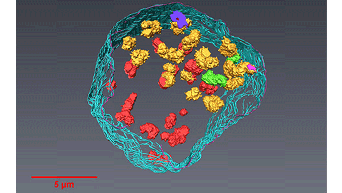 3D structure of the human nucleus with chromosomes with its envelope in light blue and the chromosomes in colour 3D structure of the human nucleus with chromosomes with its envelope in light blue and the chromosomes in colour