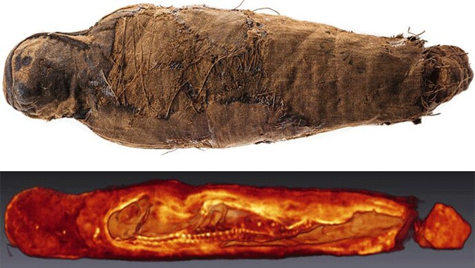 Mummified juvenile sparrowhawk Mummified juvenile sparrowhawk