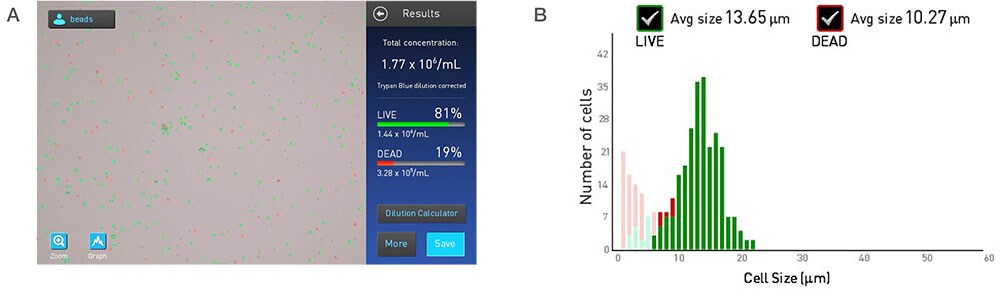 T cell viability and concentration results 2 panel image of Countess cell counter screen capture showing the field live and dead cells identified in the assay and the graphed results of the number of cells vs cell size