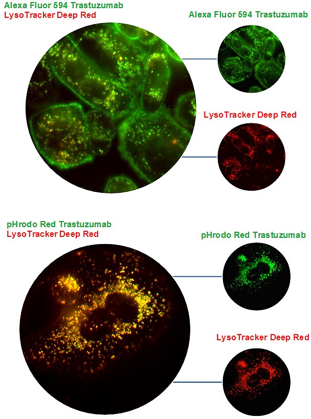 Trastuzumab-labeled-with-pHrodo-Red-Zenon Trastuzumab-labeled-with-pHrodo-Red-Zenon