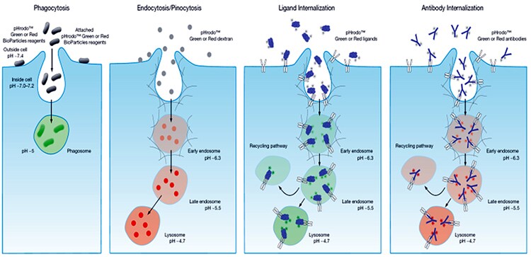 Fluorogenic pH Sensing of Cellular Internalization Processes Fluorogenic pH Sensing of Cellular Internalization Processes
