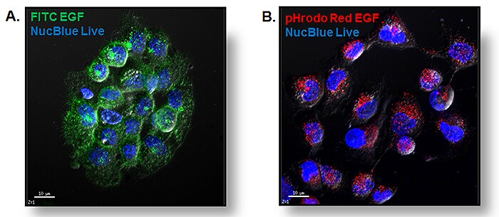 Fluorogenic Indication of Epidermal Growth Factor Internalization Fluorogenic Indication of Epidermal Growth Factor Internalization