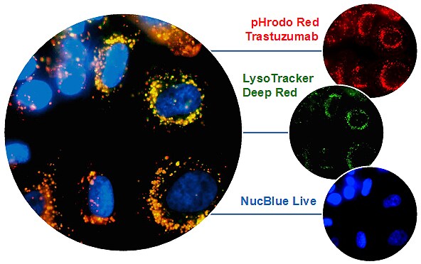 SiteClick-antibody-labeling SiteClick-antibody-labeling