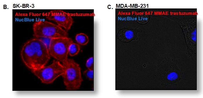 Trastuzumab Trastuzumab