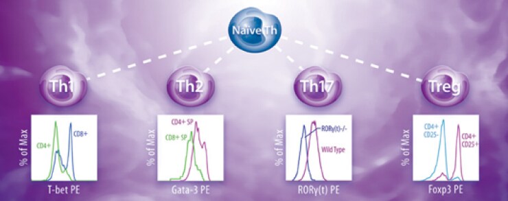 Adaptive Immunity Th Lineages Adaptive Immunity Th Lineages