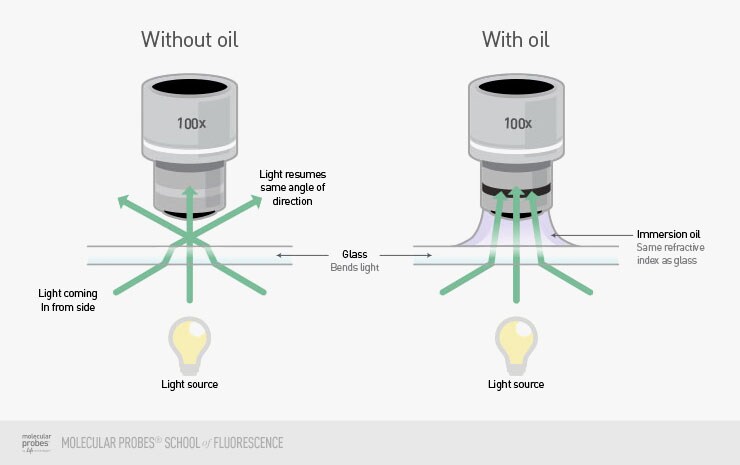 immersion oil immersion oil