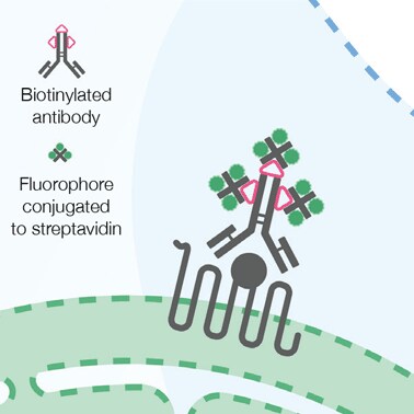 Antibodies labeled using fluorophore–streptavidin Antibodies labeled using fluorophore–streptavidin
