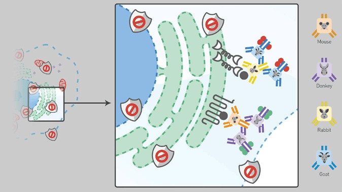 Secondary detection Secondary detection