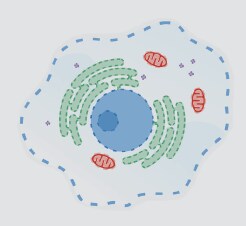 Permeabilization removes cellular membrane lipids Permeabilization removes cellular membrane lipids