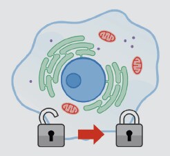 Fixation locks cellular structures in place Fixation locks cellular structures in place