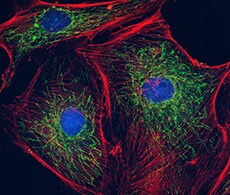 Fixed-Cell Imaging Reagents Fixed-Cell Imaging Reagents