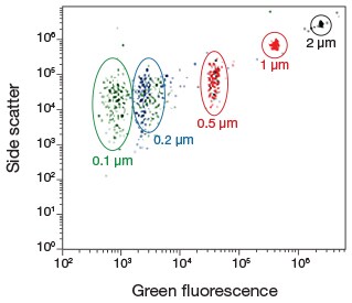 Flow cytometry scatter plot showing position of size standards Flow cytometry scatter plot showing position of size standards