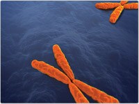 Quantitative Fluorescence PCR (QF-PCR) decorative