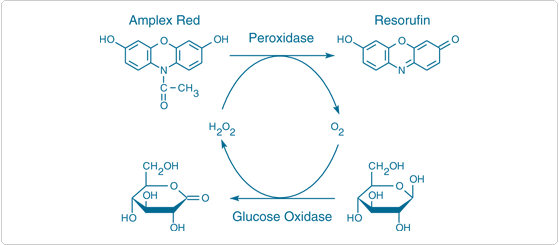 reactive-oxygen-species.par.69147.image.559.245.1.s001155-amplex-gif reactive-oxygen-species.par.69147.image.559.245.1.s001155-amplex-gif