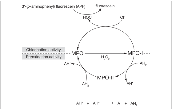 reactive-oxygen-species.par.37926.image.559.359.1.s002745-chlorination-peroxidation-gif reactive-oxygen-species.par.37926.image.559.359.1.s002745-chlorination-peroxidation-gif