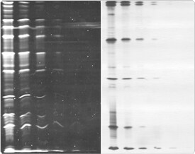 detection-total-protein-profile.par.18893.image.275.218.1.s001847-sypro-ruby-protein-gif detection-total-protein-profile.par.18893.image.275.218.1.s001847-sypro-ruby-protein-gif