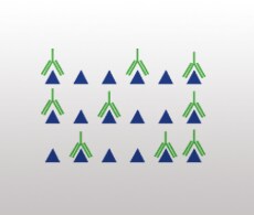 Antibody Specificity Profiling Service Antibody Specificity Profiling Service