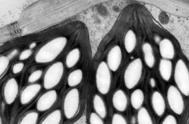 植物学研究 植物学研究